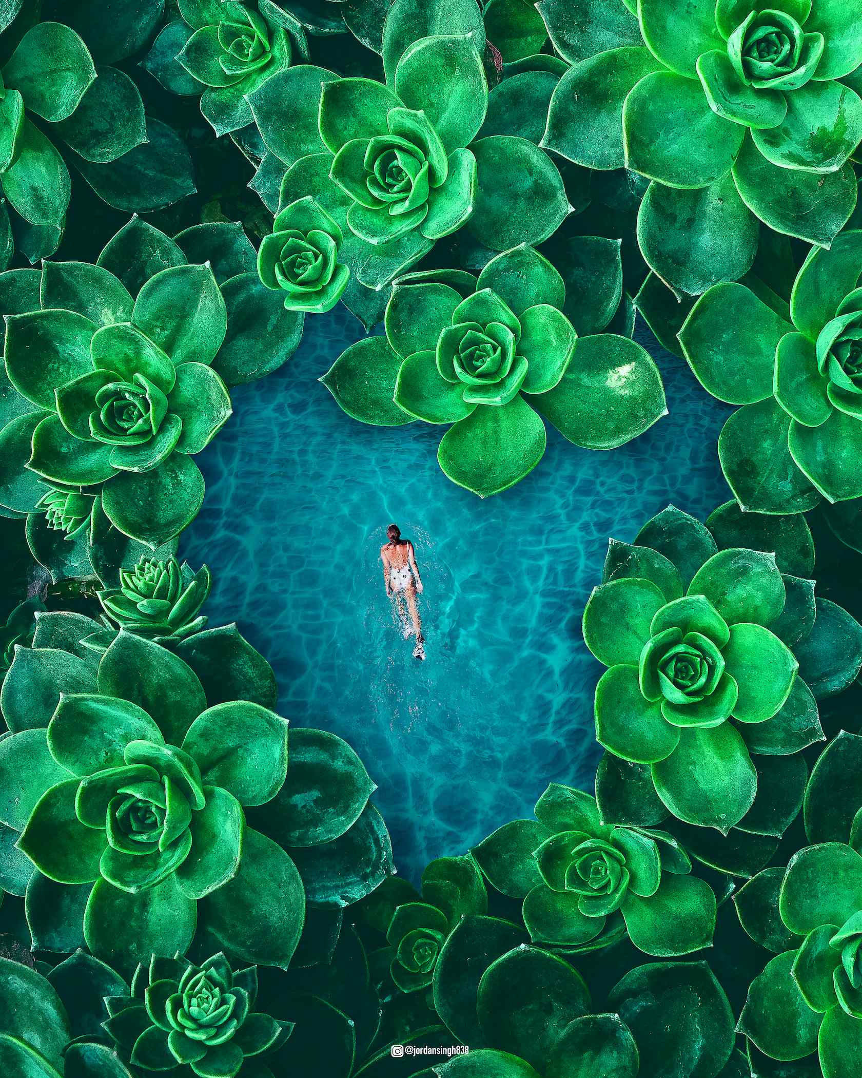 Picture of a woman swimming in blue pool surrounded with green flowers