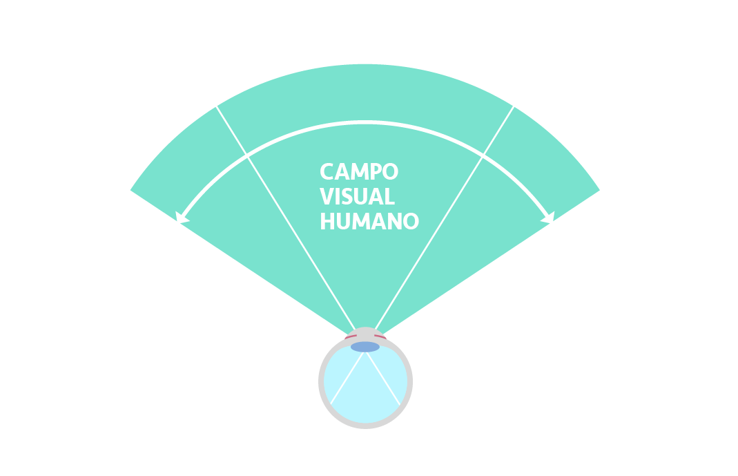 Human field of view curvature